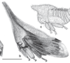 Habitus, lateral view on Enchenopa concolor (Fairmaire, 1846): (Observation).
