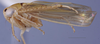 Habitus, lateral view: (Observation).