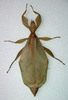 CollectionObject 1561237; 3c8c0850-f2ad-4eb3-b8ca-bcbe623fe25f: copyright DEI, Eberswalde. female (Holotype). (CollectionObject).