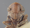 Head on Athysanella magadana Emeljanov, 1988: Head. (Observation).