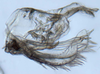 Pygofer, lateral view: (Observation).