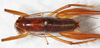 CollectionObject 1533011; cf6c9304-1f2d-43a4-a9c7-bbd17c487bea: male, dorsal view. (CollectionObject).