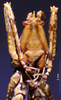 CollectionObject 1503225; MBBJ 3224802, 6d78c3ac-15e9-4c95-a63b-bedf9a66307f: female frons. (CollectionObject).