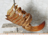 CollectionObject 1496443; NMW 4375, fdb4db34-0dbe-42b7-acd2-26f74df50a82: ovipositor (holotype). (CollectionObject).