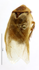 CollectionObject 1553156; MNHN(SF IMPORT DUPLICATE) MNHN-EP-EP725, 4130c6f5-f717-4fb2-8a78-f9df96129b95: CC BY-NC-ND 4.0/MNHN - Depraetere Marion - 2014. Holotype, male, of dispersa Grandcolas, 1994. Specimen number: MNHN-EP-EP725. http://coldb.mnhn.fr/catalognumber/mnhn/ep/ep725. (CollectionObject).