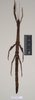 CollectionObject 1559490; dea99648-272c-4cb4-ad25-8011f635fffe: copyright Natural History Museum, London. female of synonym Lonchodes megabeast (paratype). (CollectionObject).;CollectionObject 1559491; 4fdcf7e7-ecb2-4223-a4b5-815c99f9356c: copyright Natural History Museum, London. female of synonym Lonchodes megabeast (paratype). (CollectionObject).