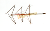 CollectionObject 1598567; 03e7b0bf-ae0b-45c4-9197-90853f3ad08e: copyright ETHZ. male of synonym Dixippus appetens (paralectotype). (CollectionObject).