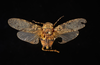 Habitus, dorsal view: !! display not done !! on Scaralina marmorata (Spinola, 1839): (Observation).