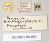 CollectionObject 1557520; NHMUK(SF IMPORT DUPLICATE) 844865, d5e2aed9-c0e1-4d9a-a4a4-46264106fa3d: copyright Natural History Museum, London. female, data labels (paratype). (CollectionObject).