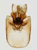 Pygofer, ventral view on Delphacodes mesada Caldwell, 1951: (Observation).