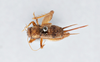 CollectionObject 2868937; 43260445-0700-4307-927f-3e441789faec, CNCI 1154958: Allonemobius maculatus. (CollectionObject).