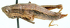 Eremidium erectus Dirsh, 1956: lateral view. (Otu).