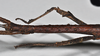 CollectionObject 1559518; NHMUK(SF IMPORT DUPLICATE) BMNH(E)845356, 0dc0db9c-24e0-46c7-9c2e-e9e72463fec1: copyright Natural History Museum, London. female: head and thorax, dorsal view (holotype). (CollectionObject).