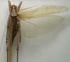 CollectionObject 1535130; 9ee3ed8b-2a5a-487e-8c6d-944c529e648b: female, dorsal view (holotype). (CollectionObject).