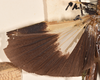 CollectionObject 1558261; 3aff3442-0e53-49ae-93de-908adbc14447: copyright OUMNH. female wings (holotype). (CollectionObject).