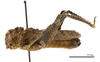 CollectionObject 1478052; 72ac2897-43b6-4724-9289-2e01dc1644e7: female, lateral view (holotype). (CollectionObject).