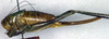 CollectionObject 1501873; 63ca8d44-cae6-4a34-b11a-69408164ba10: female, lateral view (allotype of Psorodonotus inermis). (CollectionObject).