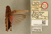 CollectionObject 1518653; 1a6e5a5b-9cdf-4106-aed6-26e476d35b90, NHMUK013806086: female, dorsal view and labels, (holotype). (CollectionObject).