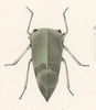 Habitus, dorsal view: !! display not done !! on Carynota major (Emmons, 1855): (Observation).