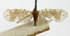 Habitus, dorsal view on Alara dux Distant, 1911: (Observation).