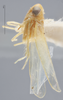 Habitus, lateral view: !! display not done !! on Empoasca (Empoasca) tetronis Ross, 1959: Lateral. (Observation).