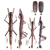 CollectionObject 1600086; c95872e4-887e-4b92-837e-12c48f59d359: copyright CMZ; from original publication. female (holotype), male (paratype), eggs. (CollectionObject).