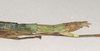 CollectionObject 1562685; a3ff7401-7614-4afe-9c29-41aa032259b4: copyright Natural History Museum, London. female: end of abdomen, lateral view (paratype). (CollectionObject).;CollectionObject 1562686; f32ddbbd-4c7b-4867-a04f-7a617b041ec1: copyright Natural History Museum, London. female: end of abdomen, lateral view (paratype). (CollectionObject).