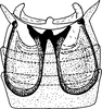 Abdomen, sternal apodemes, ventral view: Abdomen, sternal apodemes, ventral view. (Observation).