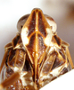 Head: (Observation).