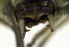 CollectionObject 1500320; ddd81229-6f50-4640-bbb6-aa5f65b06955: male cerci (holotype of Conocephalus dilatatus). (CollectionObject).