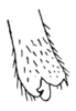 Arantia (Arantia) angustipennis Chopard, 1954: Fig. 6. apex of cercus. (Otu).