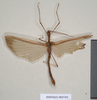 CollectionObject 1557516; 5e32f1d7-4070-4d0e-841a-5584fcfd7456: copyright Natural History Museum, London. female (syntype). (CollectionObject).