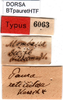 CollectionObject 1500693; 7a1eb3d6-bce1-4f9f-8e60-12a30966ab1a, DORSA BRpauretHTF: labels (holotype of Paura reticulosa). (CollectionObject).