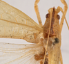 CollectionObject 1534510; 702e5152-55d5-4bd6-ac4a-9a3d37e29d7f: male head and pronotum, dorsal view (holotype). (CollectionObject).