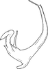 Aedeagus, lateral view on Arboridia (Arboridia) cambera (Song & Li, 2016): Aedeagus, lateral view. (Observation).