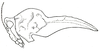 Hebardidora harroweri (Hebard, 1924): Pl. VI, Fig. 4 (after type). female head and pronotum, lateral outline (pronotum length 7.2 mm). (Otu).