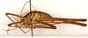 CollectionObject 1499607; c5b854fb-4318-4396-9a0d-4986caad6872: male, lateral view (holotype). (CollectionObject).
