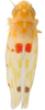 Habitus, dorsal view: Habitus (INHS collection). (Observation).