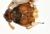Habitus, dorsal view: !! display not done !! on Pissonotus dentatus Morgan & Beamer, 1949: (Observation).