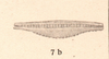 CollectionObject 1562293; 72ba0aa4-e1a9-48db-90c7-e73f2efa1e16: original publication. hind femur. (CollectionObject).