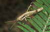 Chapulacris albanica Descamps, 1975: male. (Otu).