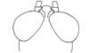 Adelacris atrocephala (Bruner, 1908): Fig. 34. male, head, dorsal view. (Otu).