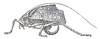 Corycoides jurinei (Saussure, 1862): female habitus. (Otu).