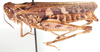 Anaeolopus dorsalis (Thunberg, 1815): as Anaeolopus socius. female, lateral view. (Otu).