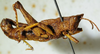 CollectionObject 1498704; 3bf993fa-f4d9-4590-a71f-ebb83badc3be: male, lateral view. (CollectionObject).