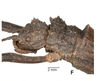 CollectionObject 1562226; 2b9e732d-6b8a-406e-b7a6-c68666cf268a: copyright SMTD, photo by Christian Schmidt. female: head & thorax, lateral view (lectotype). (CollectionObject).