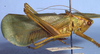 Burnuia mirru Rentz, 2001: male habitus, lateral view (paratype). (Otu).