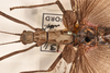 CollectionObject 1562252; e4ecf6ce-88ff-46e0-83e1-d582b1606cfc: copyright OUMNH. female: head and thorax, dorsal view of Phasma (Necroscia) maculicollis (lectotype). (CollectionObject).