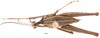 CollectionObject 1581854; 43eed837-b4c5-4512-a4ec-63f693b7ec20: male, dorsal view (holotype). (CollectionObject).