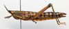 CollectionObject 1573369; b3a2109c-0598-4397-b06c-22b5efe5cd65: female, lateral view (paratype). (CollectionObject).